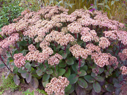 Очиток видный «Матрона», Sedum spectabile 'Matrona' · Кветки Горки